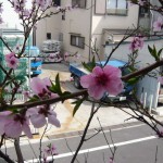 桃の花02
